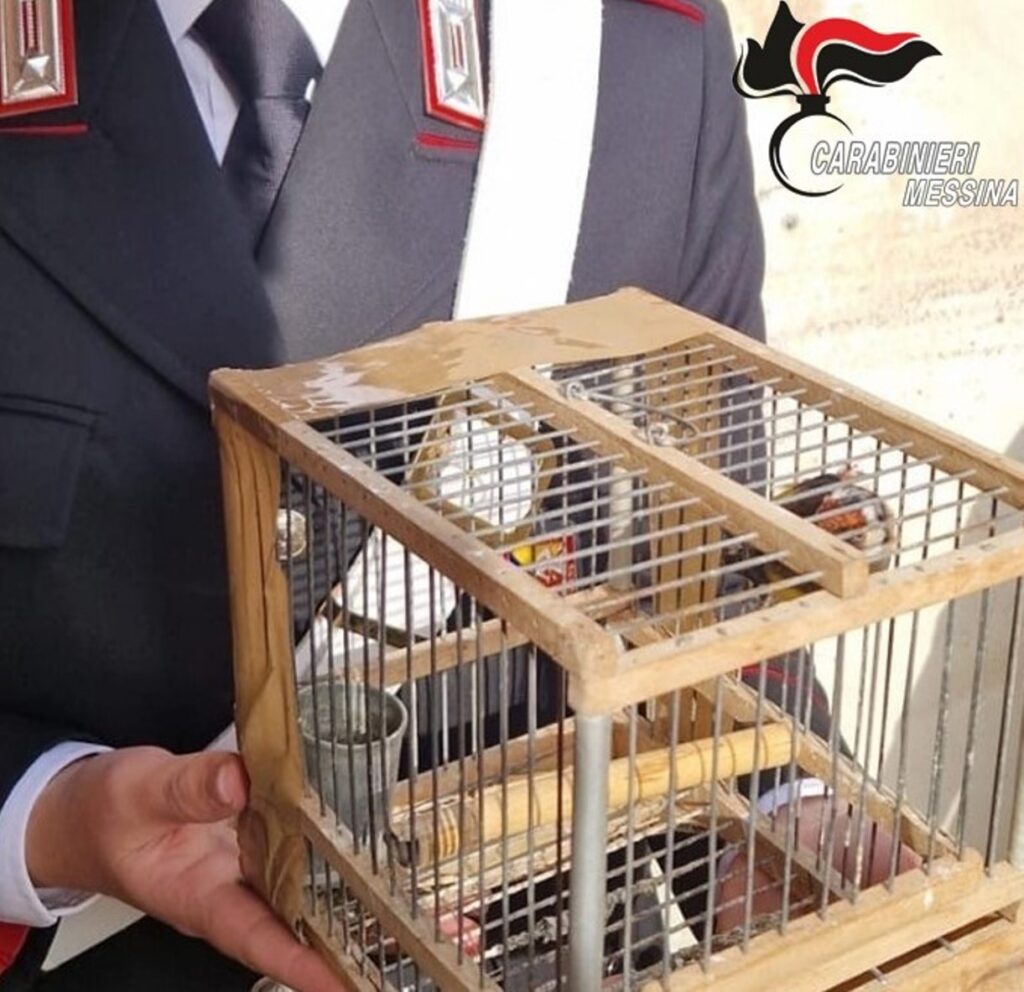 uccelli sequestrati