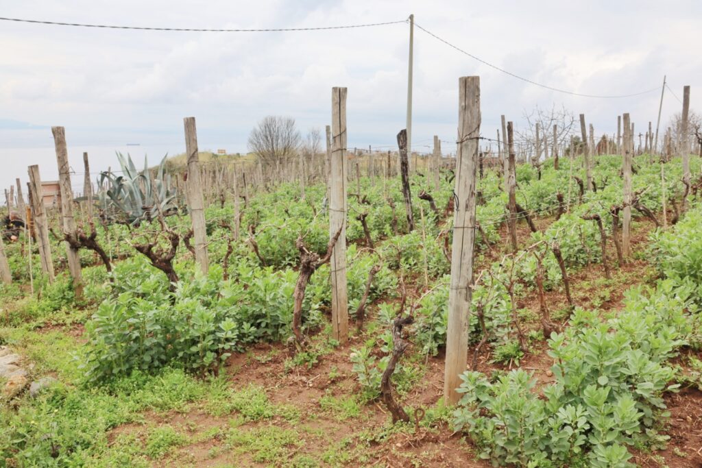 Azienda Agricola Ceramida Bagnara