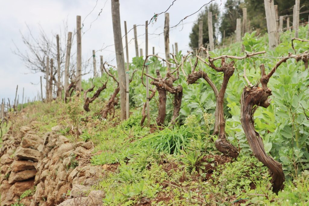 Azienda Agricola Ceramida Bagnara