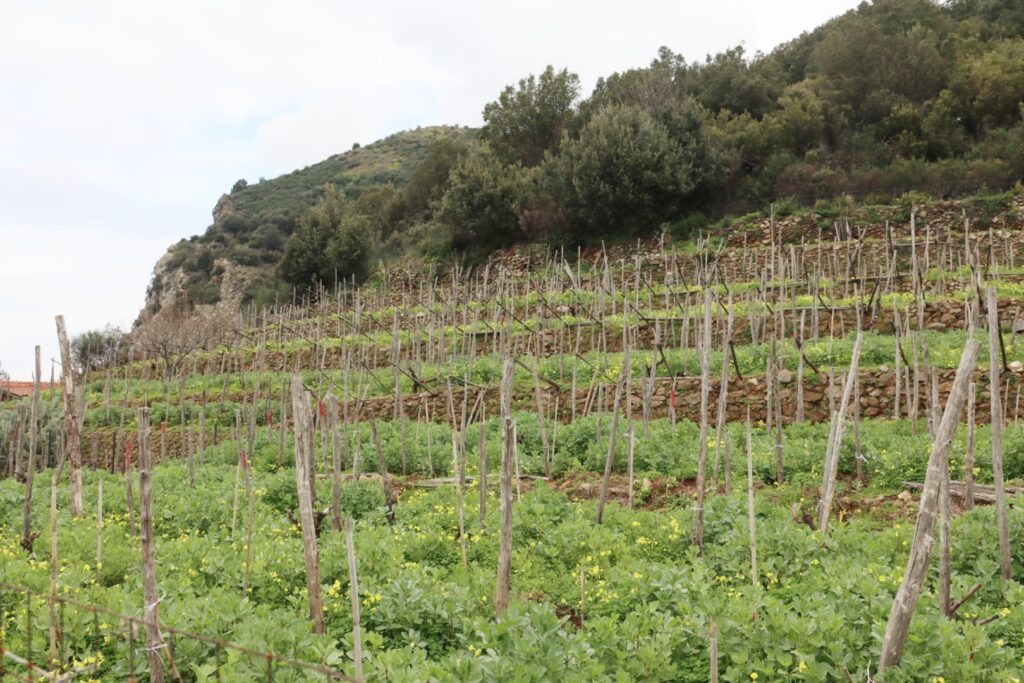 Azienda Agricola Ceramida Bagnara