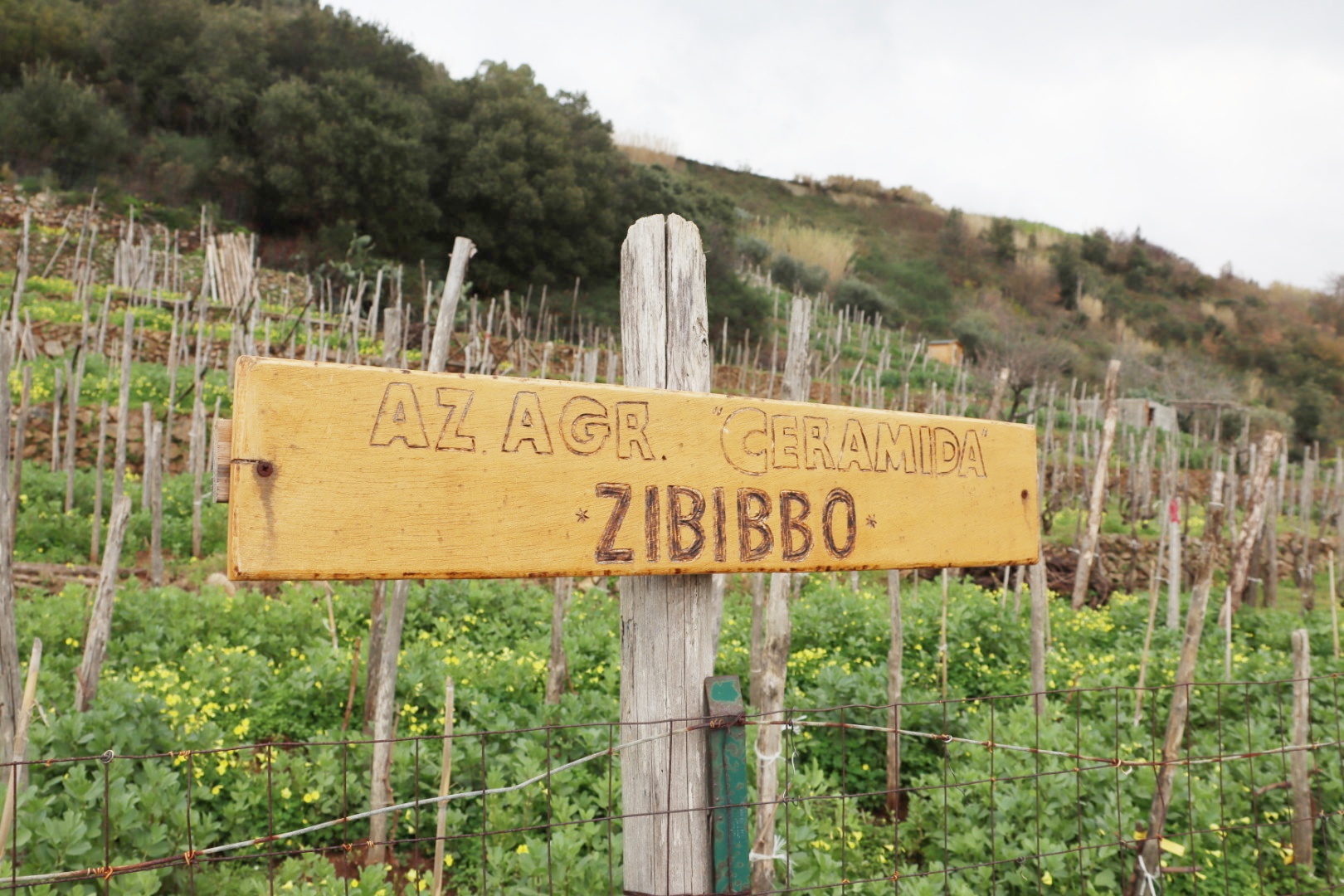 Azienda Agricola Ceramida Bagnara