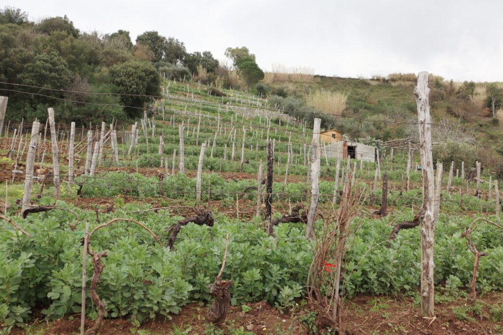 Azienda Agricola Ceramida Bagnara