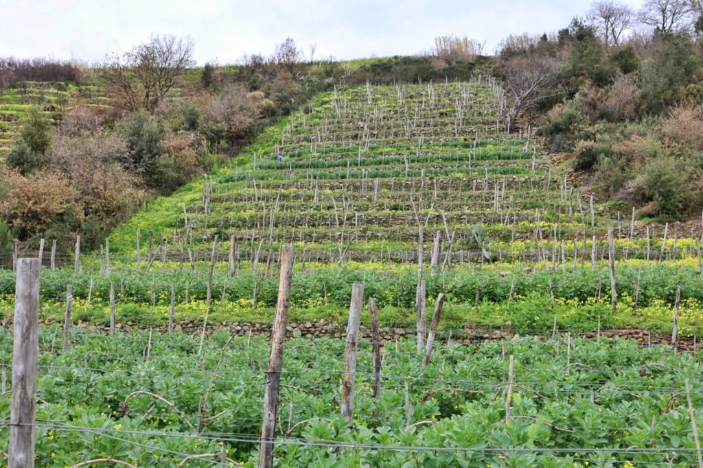 Azienda Agricola Ceramida Bagnara