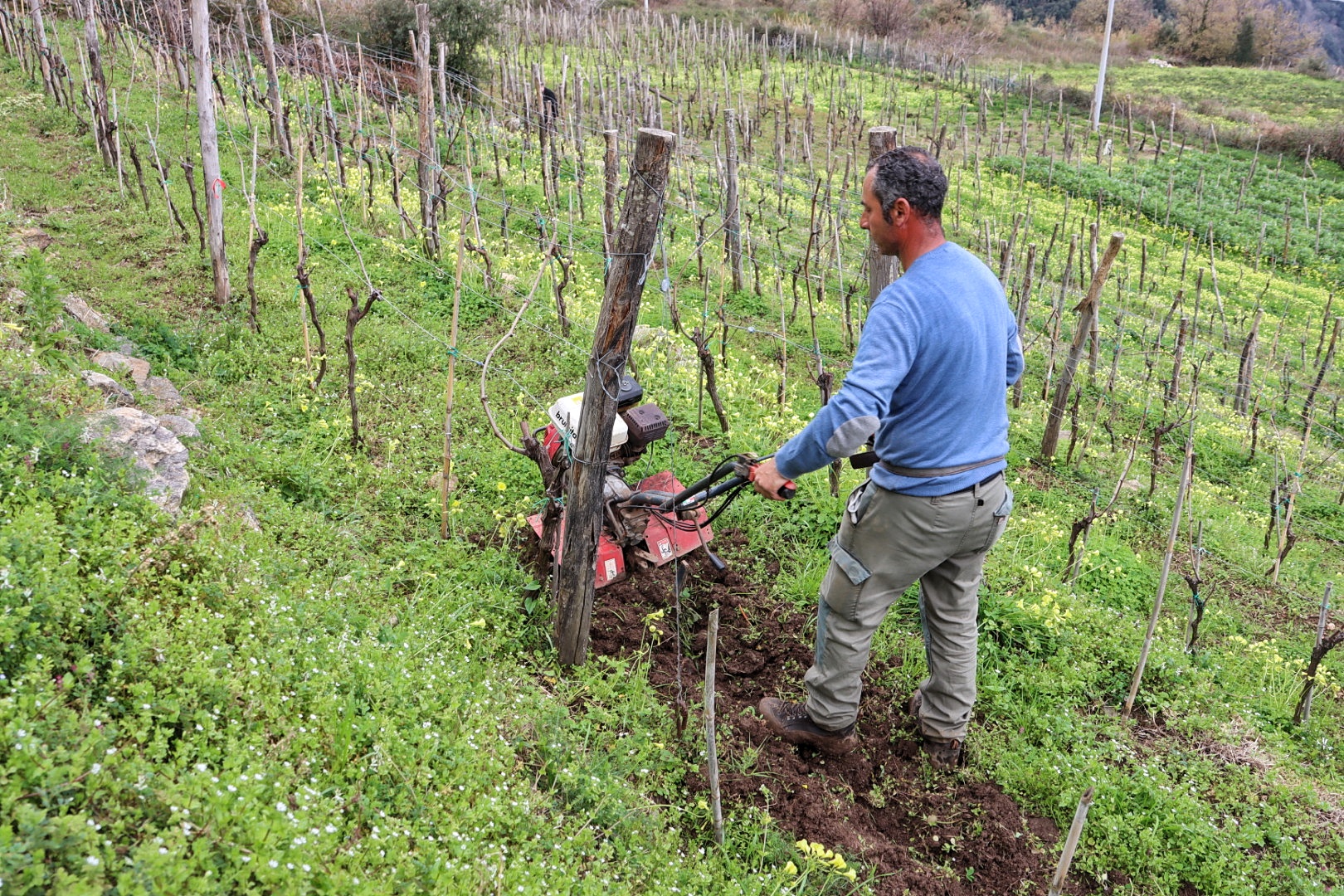 Azienda Agricola Ceramida Bagnara
