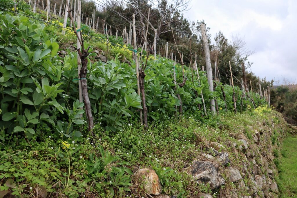 Azienda Agricola Ceramida Bagnara