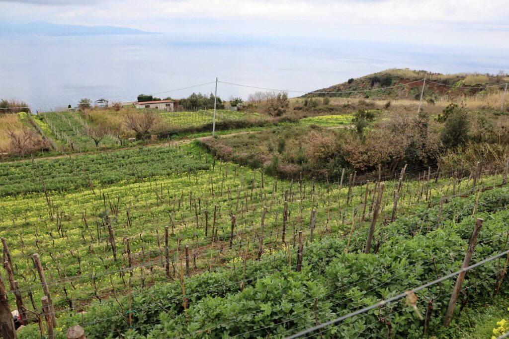 Azienda Agricola Ceramida Bagnara