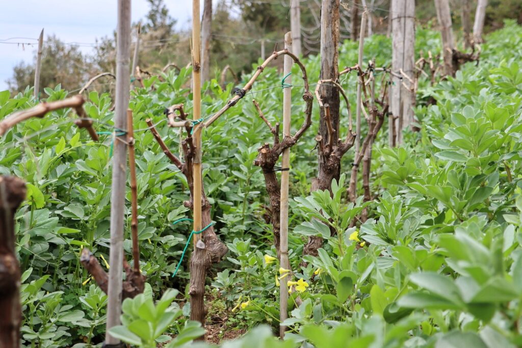 Azienda Agricola Ceramida Bagnara