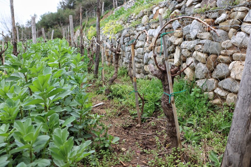 Azienda Agricola Ceramida Bagnara