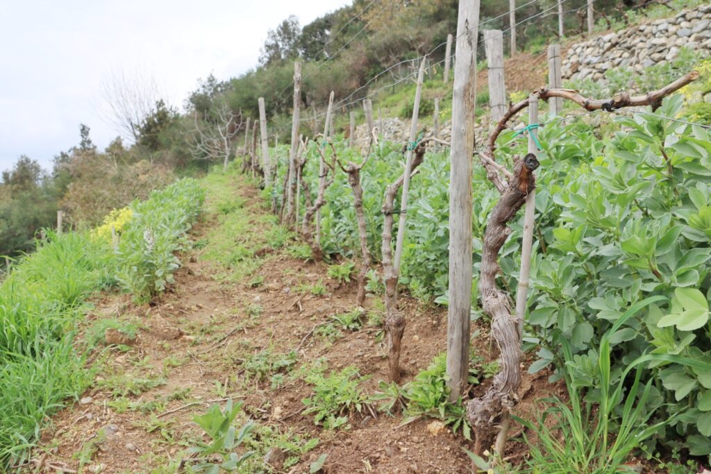 Azienda Agricola Ceramida Bagnara