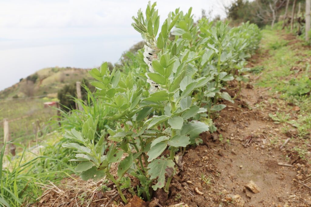 Azienda Agricola Ceramida Bagnara