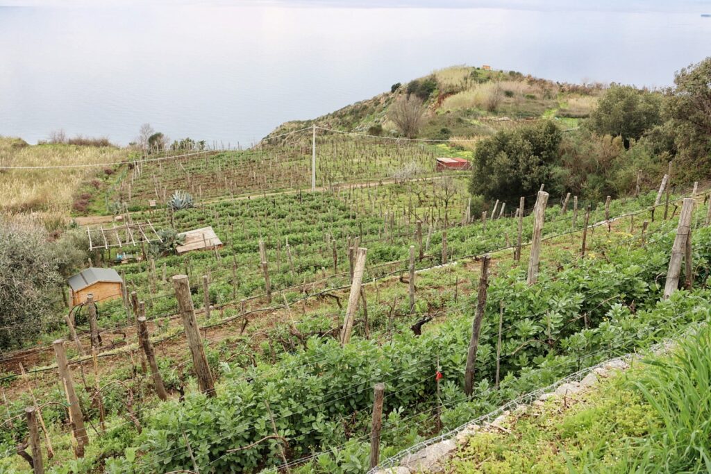 Azienda Agricola Ceramida Bagnara
