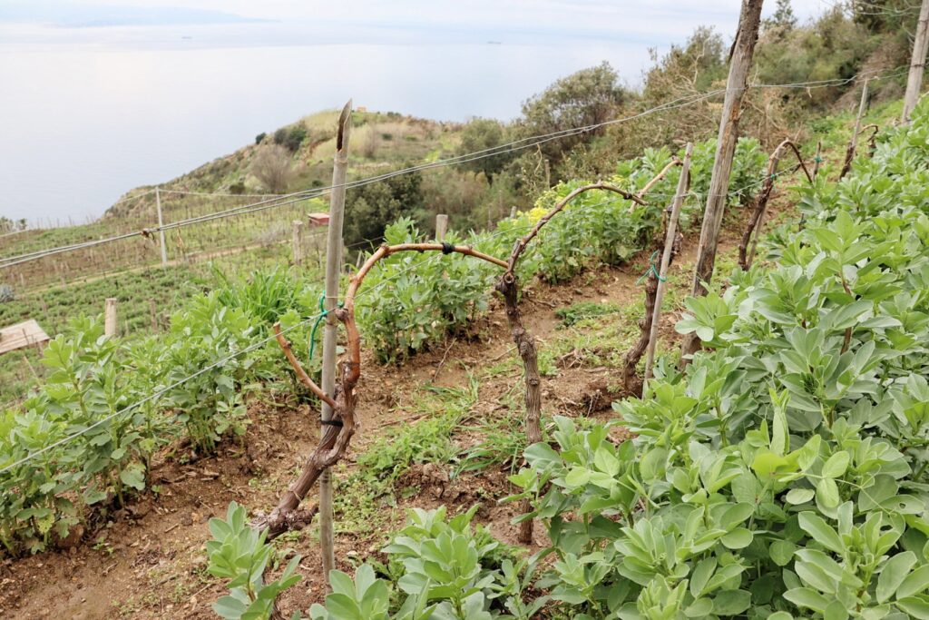Azienda Agricola Ceramida Bagnara