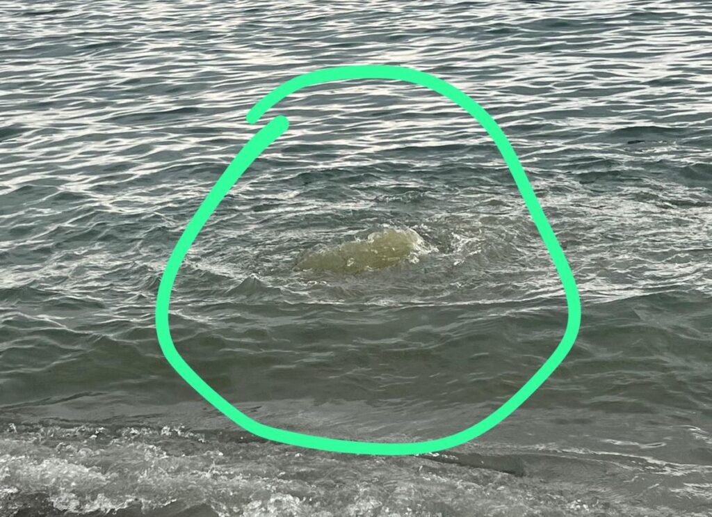 Fogna in mare parco lineare sud