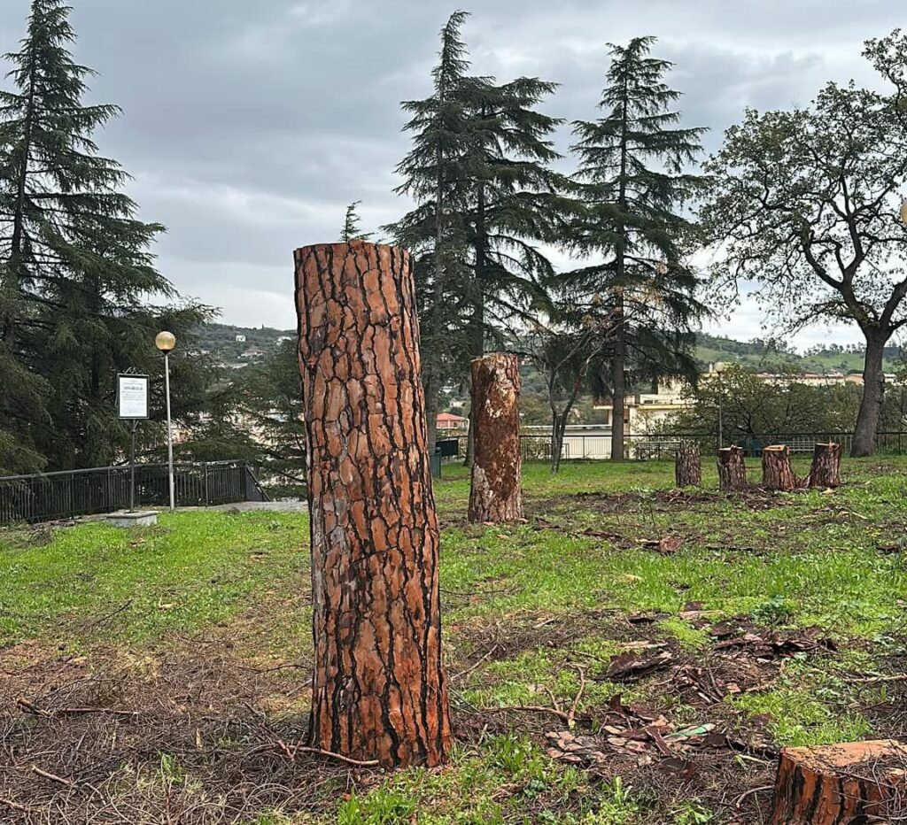 Tagliati alberi storici a Gioiosa Ionica