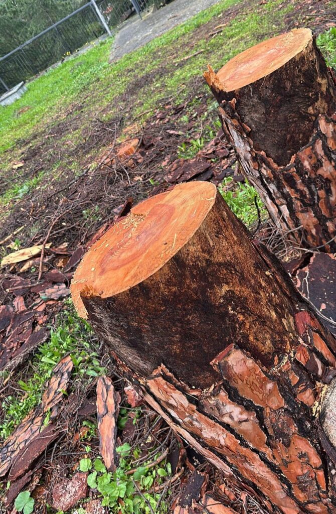 Tagliati alberi storici a Gioiosa Ionica