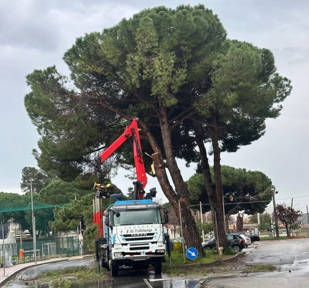 Tagliati alberi storici a Gioiosa Ionica