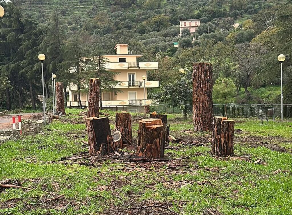 Tagliati alberi storici a Gioiosa Ionica
