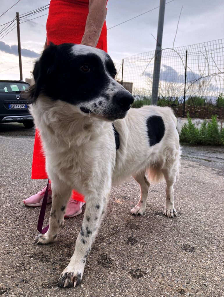 cane smarrito san giuseppe