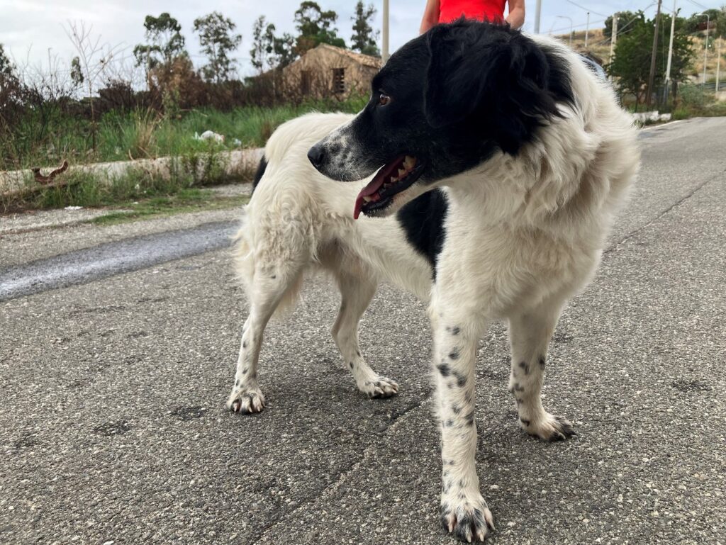 cane smarrito san giuseppe