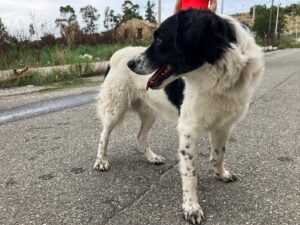 cane smarrito san giuseppe