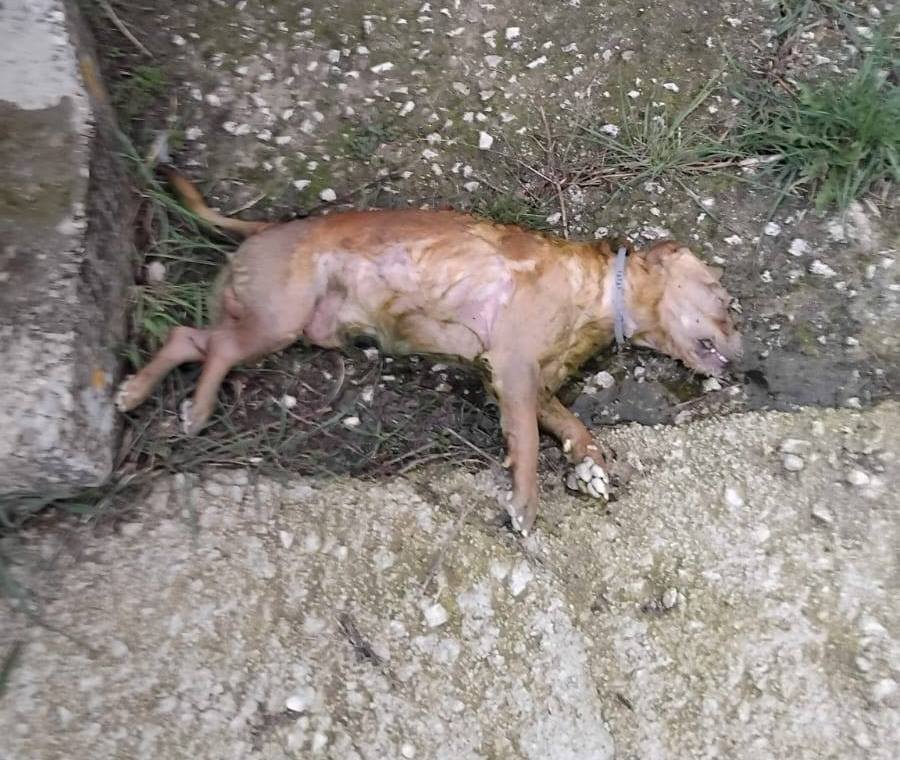 cane torturato blufi