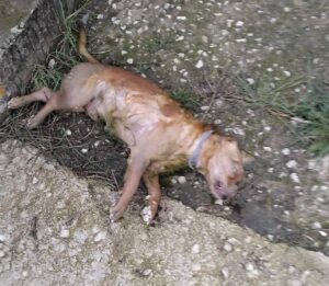cane torturato blufi