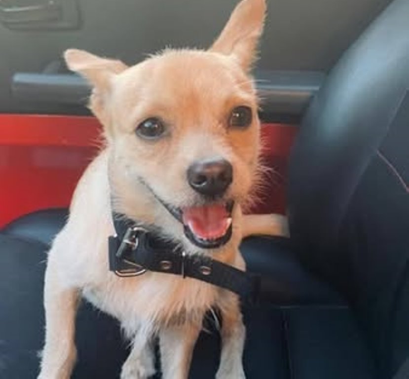 cane torturato blufi