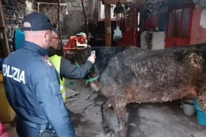cavalla polizia