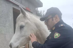 cavalli polizia