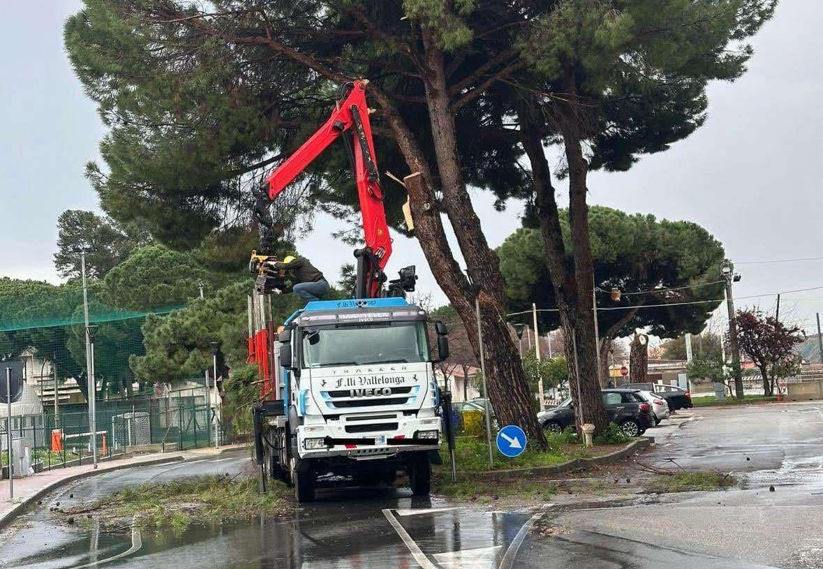 gru albero