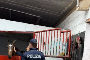 polizia salva cavalli
