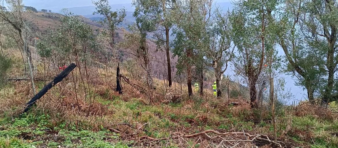 riforestazione sant’elia 4