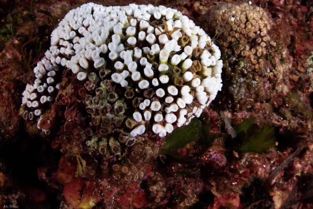 Cladocora sbiancata