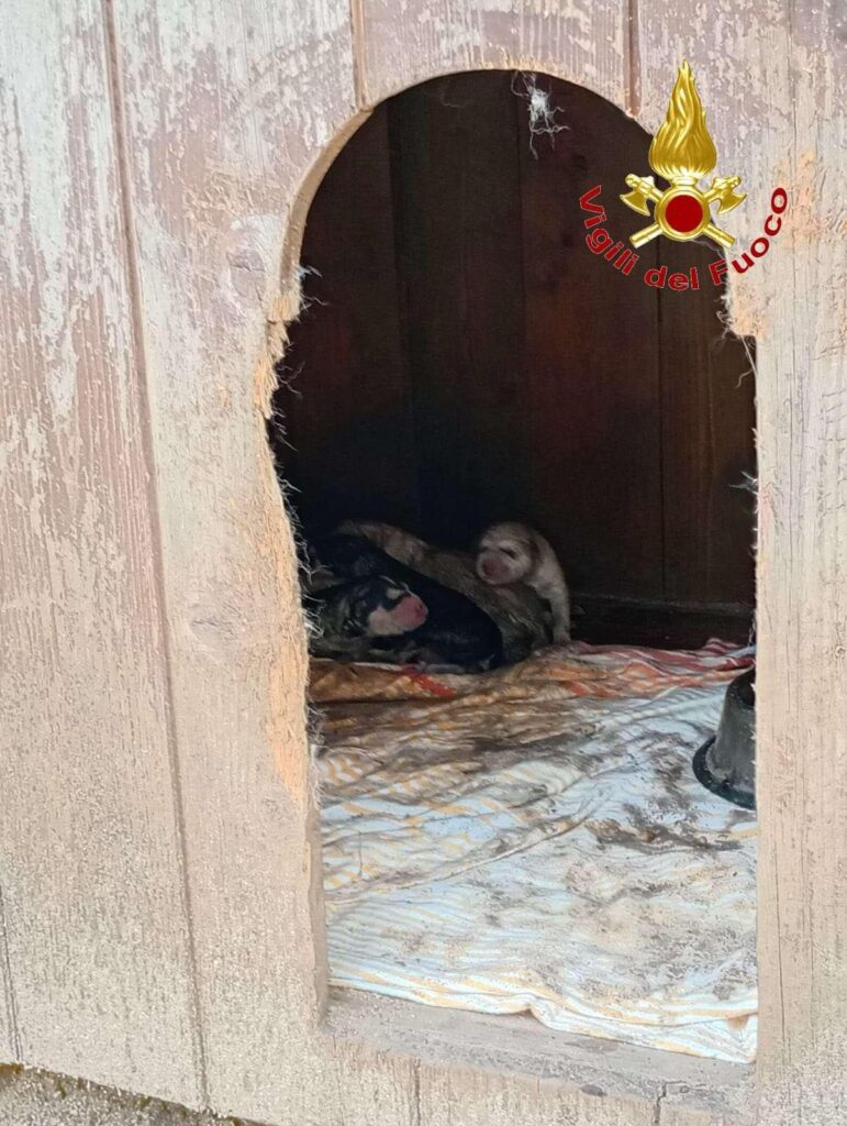 cuccioli intrappolati Vibo