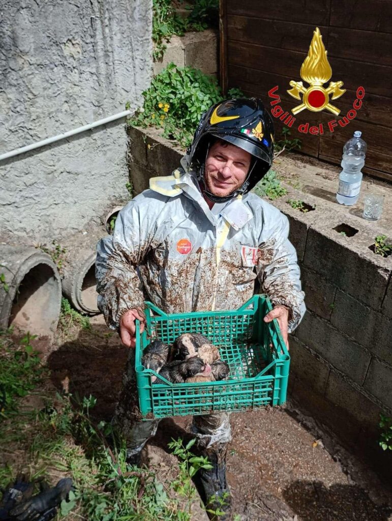 cuccioli intrappolati Vibo