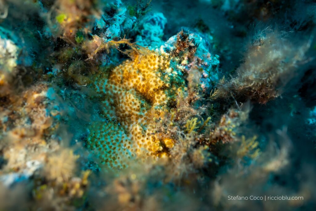 corallo mediterraneo