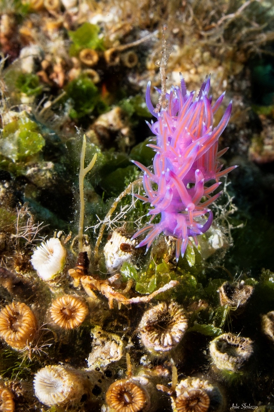 Nudibranco (Flabellina affinis) su Cladocoracon alcuni polipi non in salute