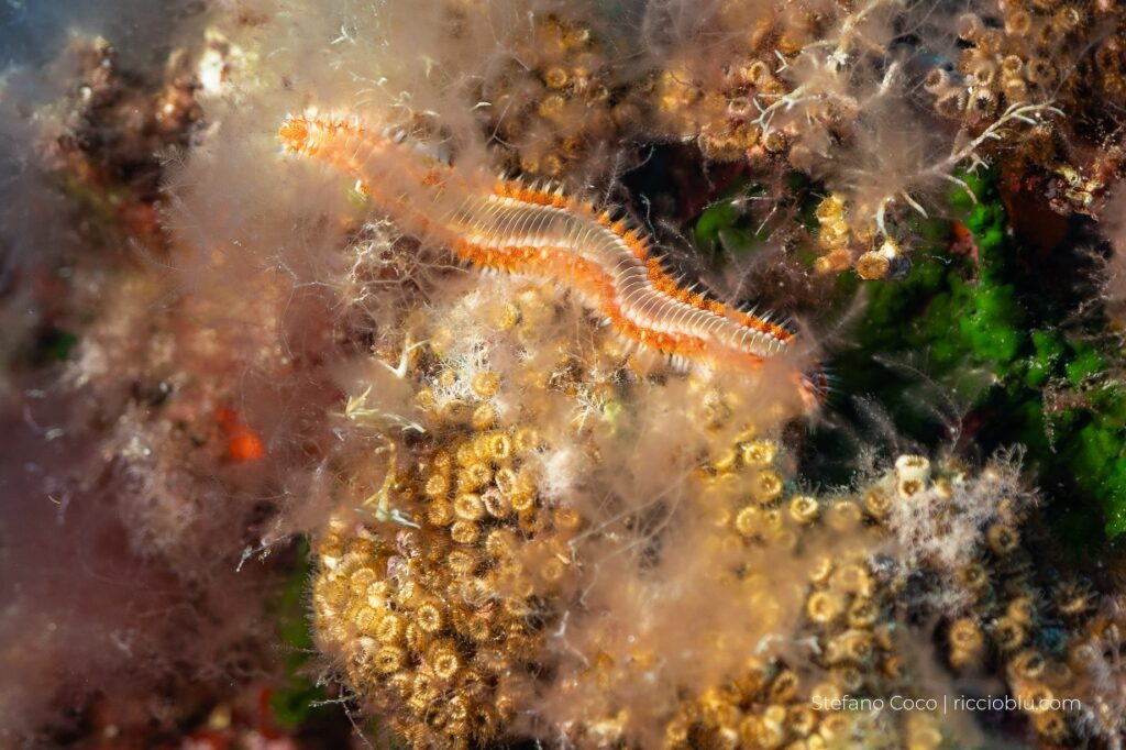 Vermocane_specieinvasiva