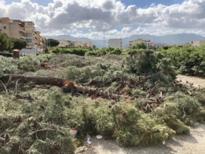 alberi abbattuti reggio calabria