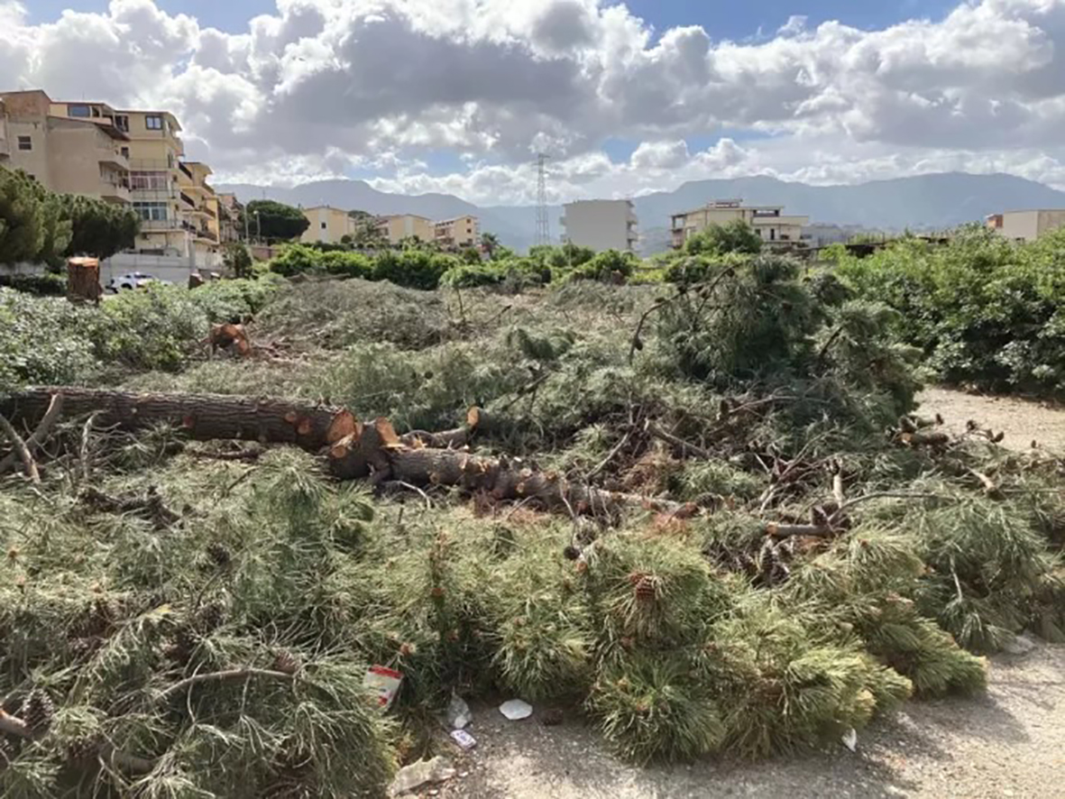 alberi abbattuti reggio calabria (5)