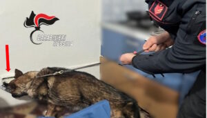 carabinieri messina cane antidroga