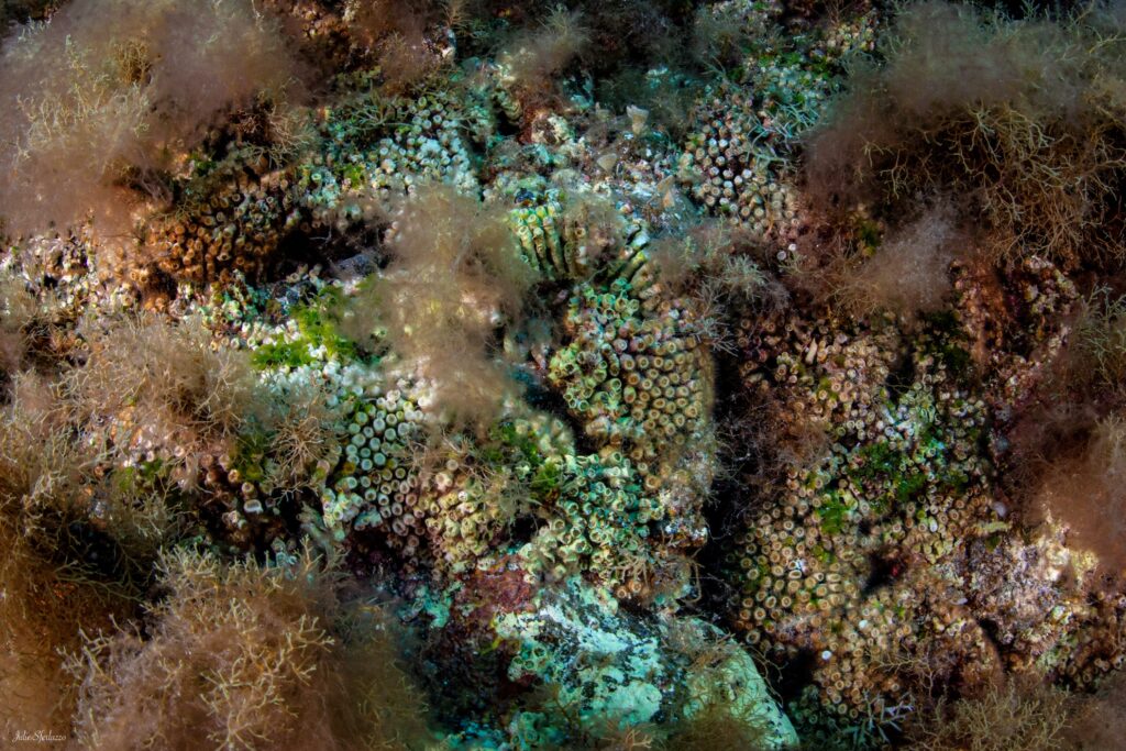 cladocora (qualche polipo non in saalute) con specie di alghe