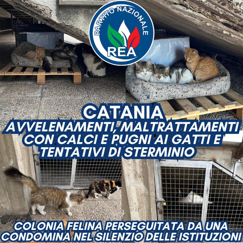 colonia felini