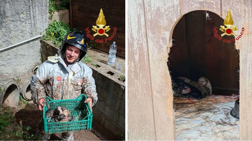 cuccioli intrappolati Vibo