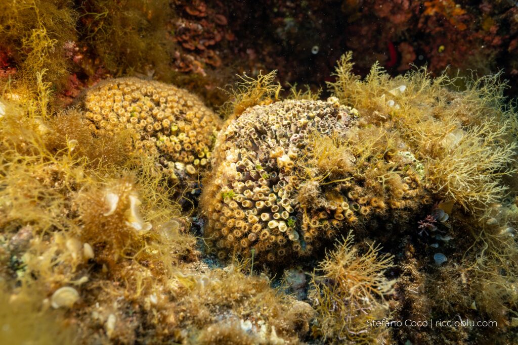 corallo mediterraneo