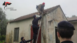 Droga casolare