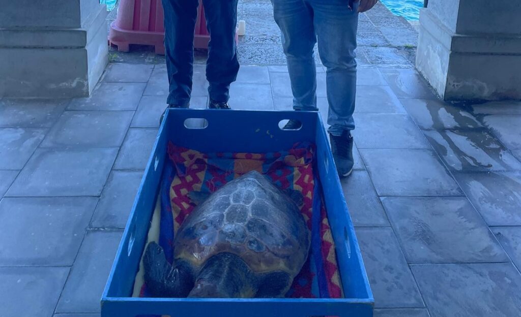Messina, recuperata una tartaruga marina “Caretta Caretta"
