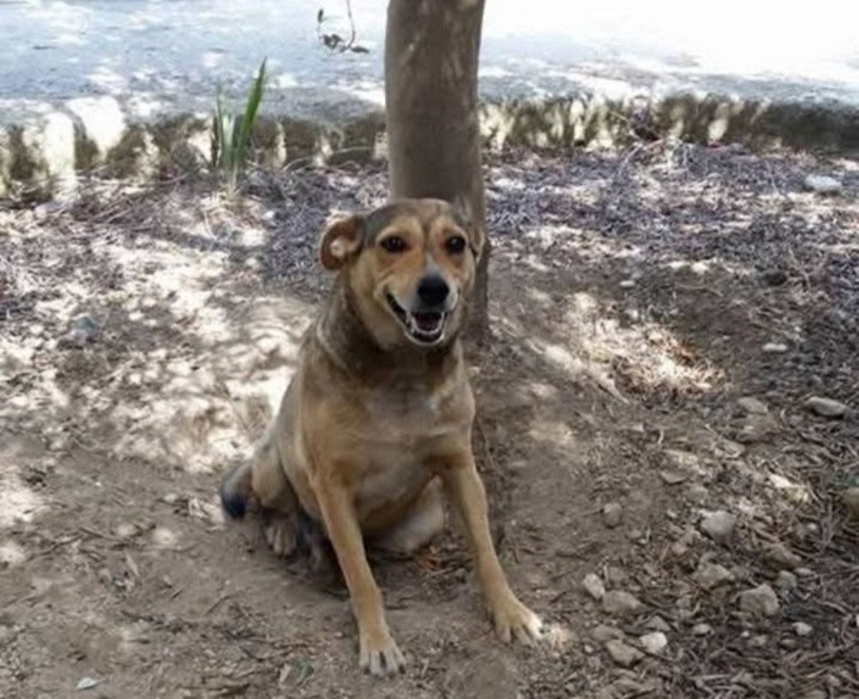Timida cane siracusa