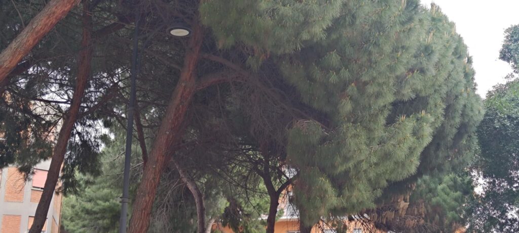 polizia municipale
