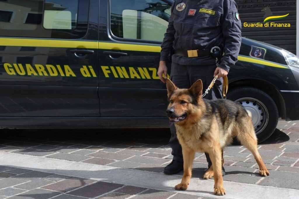 cane gdf